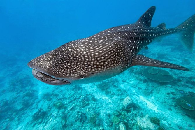 Whale Shark Encounter and Sumilon Sandbar with Kawasan Falls - The long road to Kawasan Falls