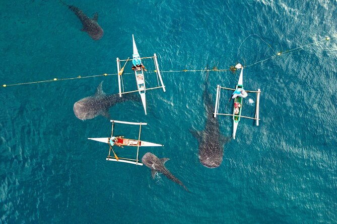 Whale Shark Encounter and Tumalog Waterfalls Tour - The whale-shark briefing in Oslob