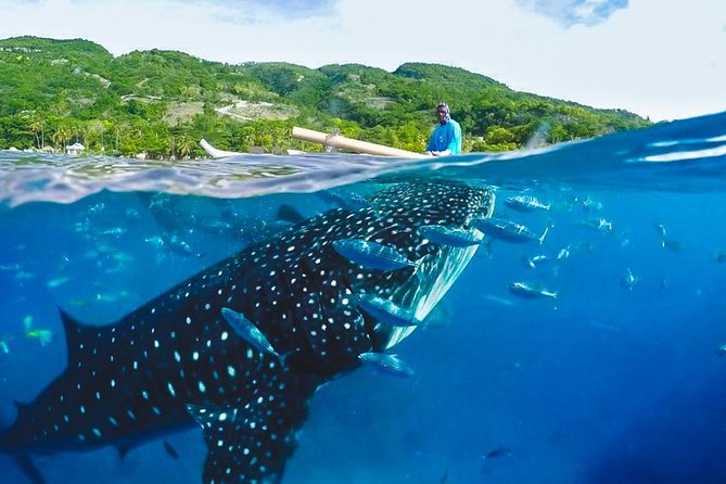 Whale Shark Encounter and Tumalog Waterfalls Tour - Swimming beside the whale sharks