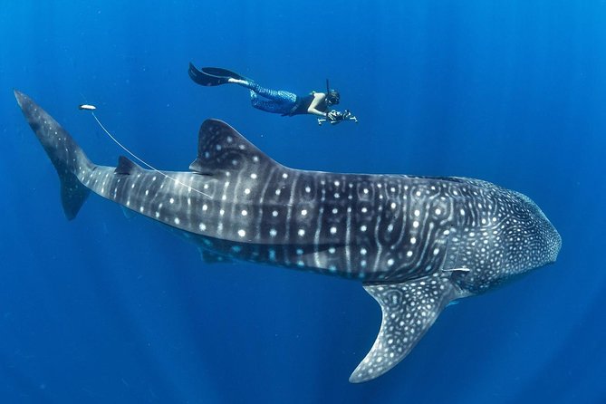 Whale Shark Encounter & Sumilon Sandbar & Canyoneering in Kawasan Falls - What a $200 private tour really gives you