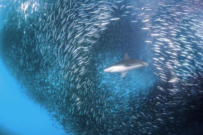 Whale Shark & Tumalog Falls & Sumilon Sandbar & Pescador Island with Sardines - Pescador Island and Moalboal’s underwater shows