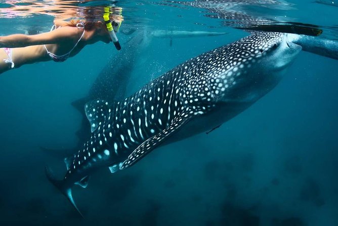 Whale Shark Watching & Tumalog Falls & Kawasan Falls - A 4:00 am start for Cebu’s southern coast