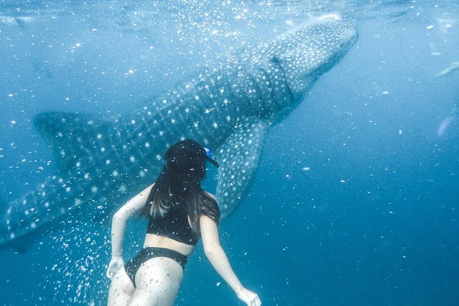 Whale Shark Watching & Tumalog Falls & Kawasan Falls - Kawasan Falls gets two hours