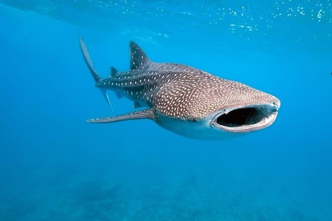 Whale Shark Watching with Sumilon Sandbar and Kawasan Falls Tour - The 3:30 a.m. start in Oslob