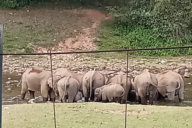 Wild Elephant Anakulam & Waterfalls Tour(munnar valley Trekking) - Viripara Waterfalls: your best chance for a proper water stop