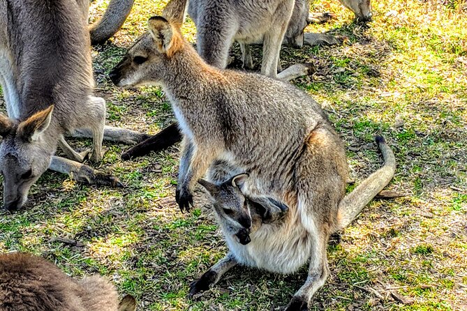 Wildlife, Waterfalls and Wine Day Tour from Sydney - A small winery to finish the day