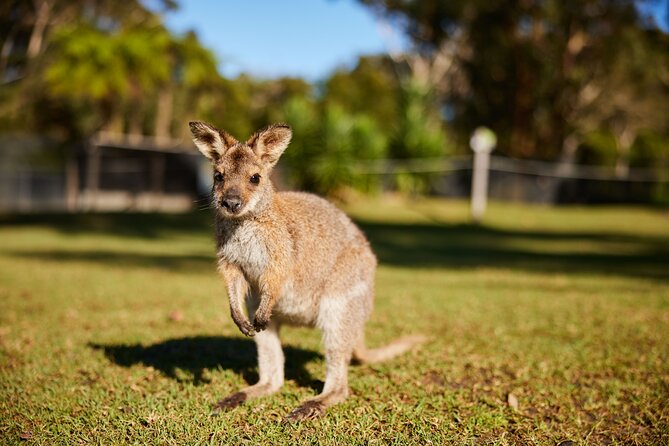 Wildlife, Waterfalls and Wine Day Tour from Sydney - Guides make a major difference