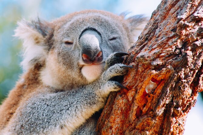 Wildlife, Waterfalls and Wine Day Tour from Sydney - Bald Hill Lookout and the Illawarra coast