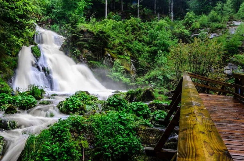 Zürich/Lucerne: Rhine Falls, Titisee & Black Forest Day Trip - Who will enjoy this day most