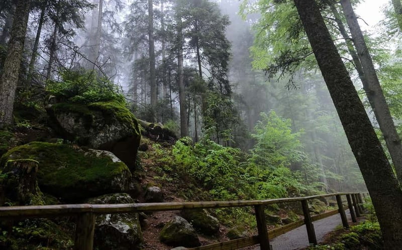 Zürich/Lucerne: Rhine Falls, Titisee & Black Forest Day Trip - Why this private route works from Zürich or Lucerne